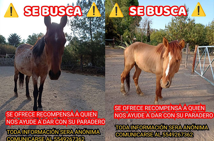 caballos