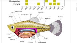 Investigación de la UATx revela claves para la regeneración celular en peces