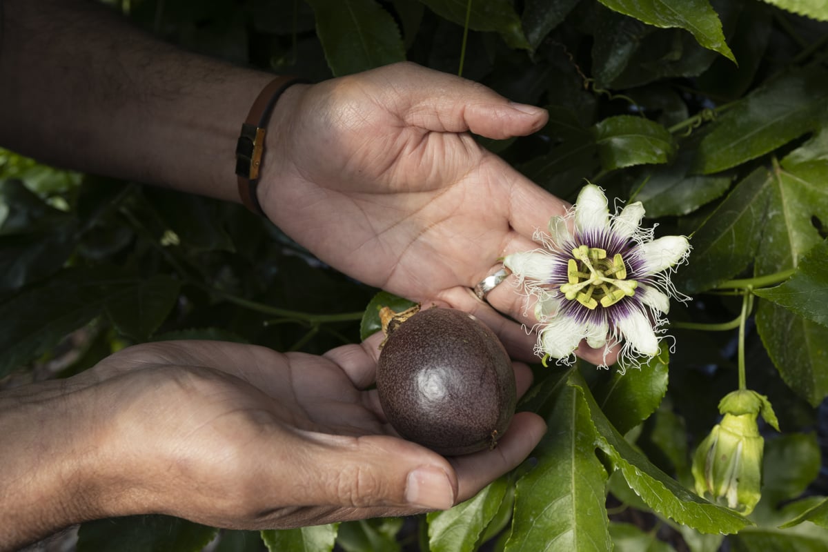 El maracuyá: más que una fruta tropical