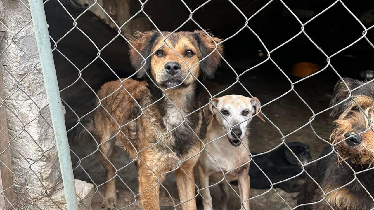 Amenazan albergue Pergatuzoo con más de 1,500 animales; policías y CJNG involucrados