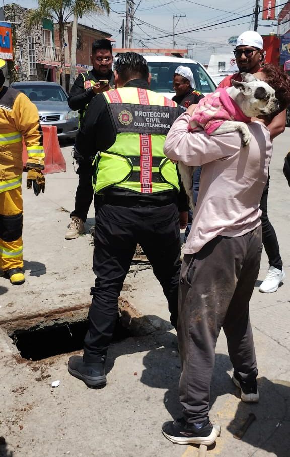 rescatan perrito cuautlancingo 3