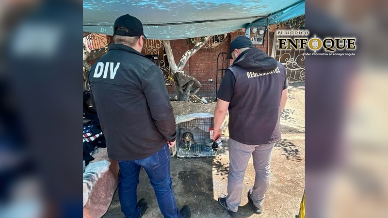 Tijuana rescata 21 aves en operativos contra venta ilegal