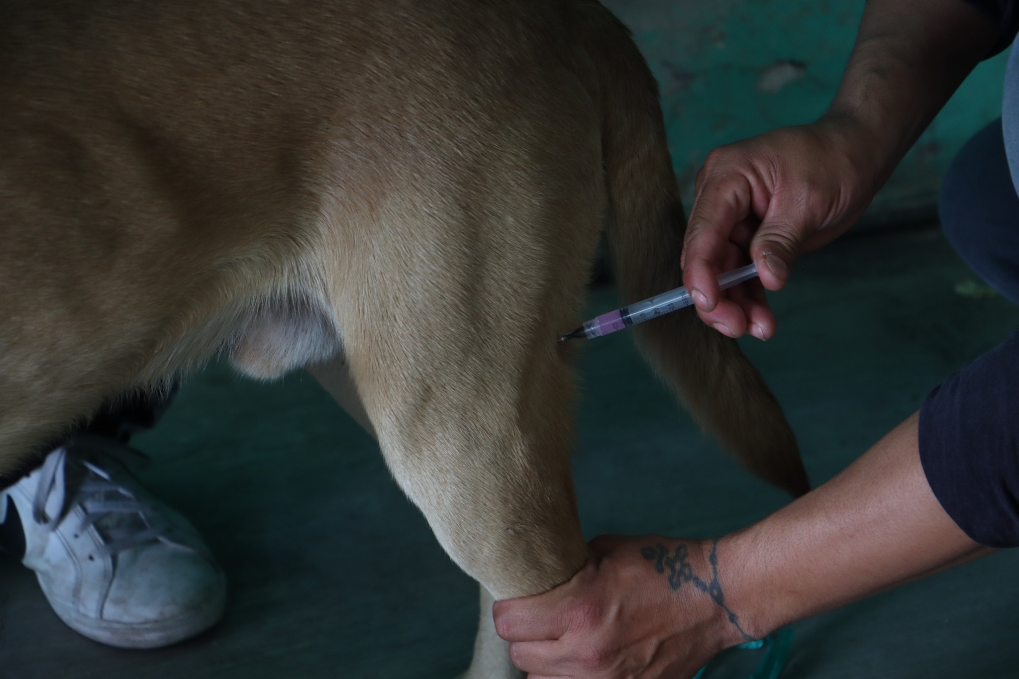 jornada de esterilización cuautlancingo 3