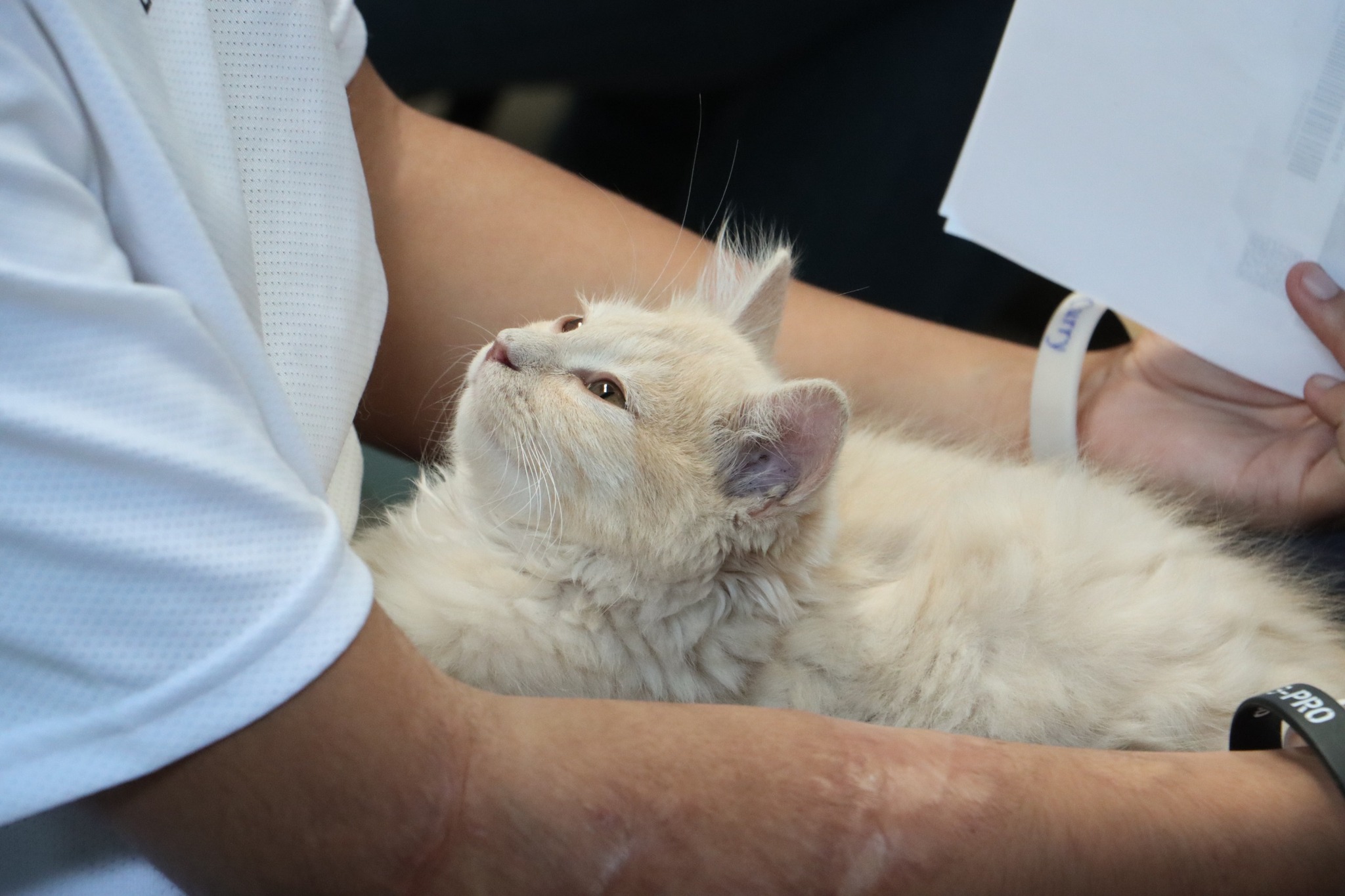 jornada de esterilización cuautlancingo 4