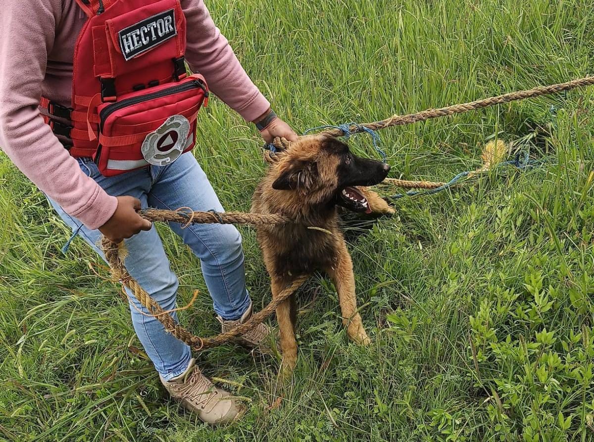 rescatan canito coronango1