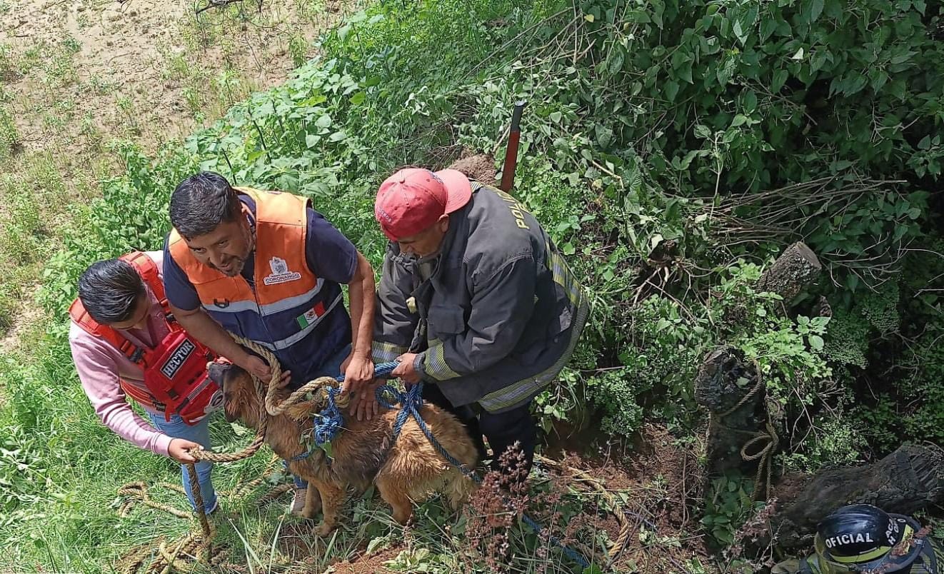 Rescatan a perrito que cayó a una barranca en San Martín Zoquiapan