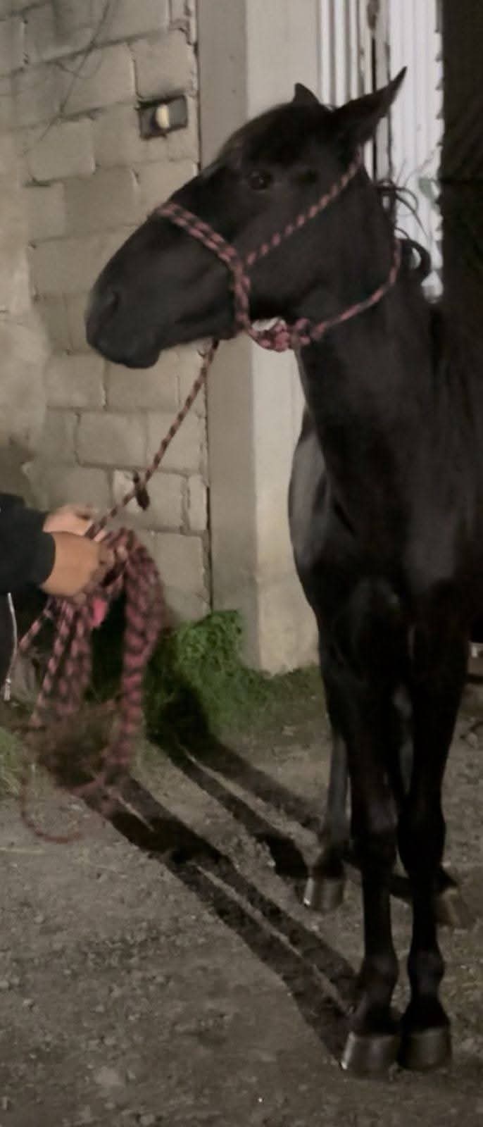 roban caballo spch 3