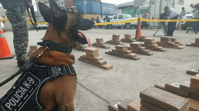 Perro policía halla 200 kg de cocaína en Ensenada; hay más detenidos