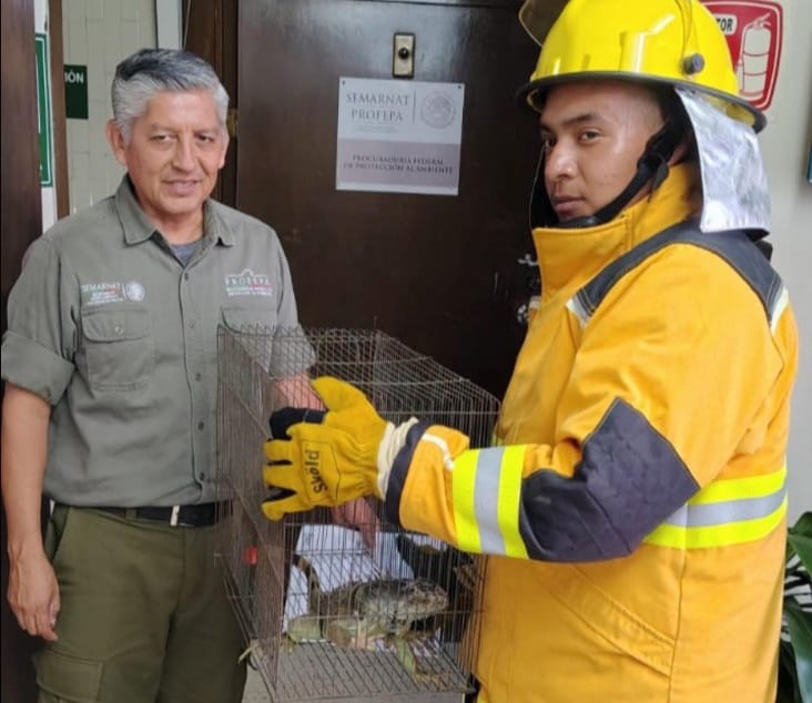 Protección Civil Cuautlancingo entrega iguana verde a la PROFEPA
