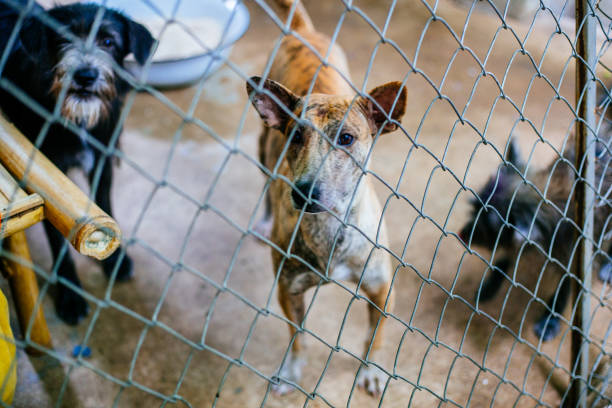 Solo dos personas vinculadas a proceso por crueldad animal en Puebla, pese a más de 1,800 reportes