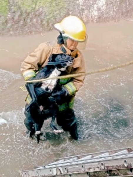 rescate de can en momoxpan 3