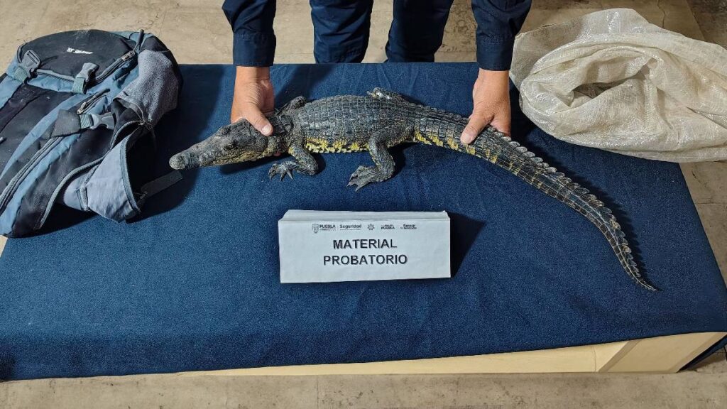 Encuentran cría de cocodrilo de pantano dentro de mochila en el Zócalo de Puebla