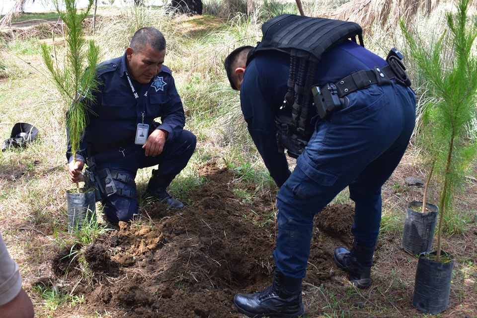 Policía Montada participa en jornada de reforestación en el Cerro Zapotecas
