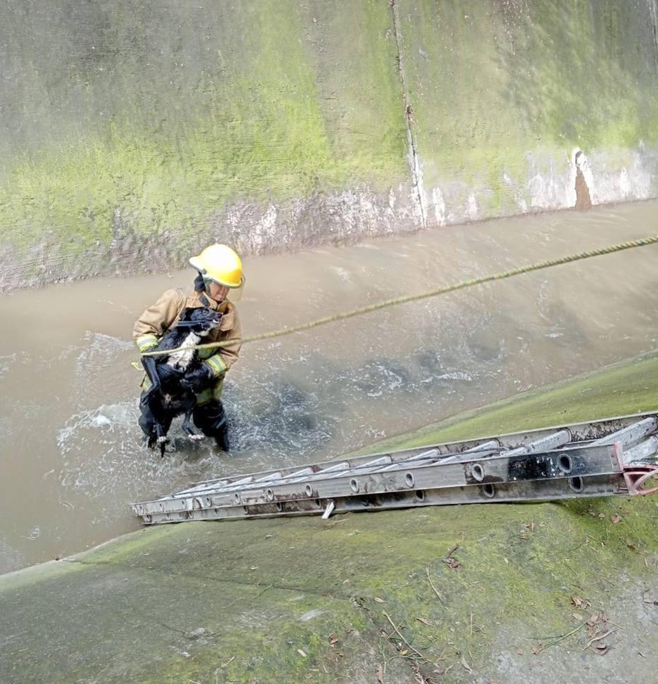 Rescatan con éxito a perrito que cayó al Río Rabanillo en Santiago Momoxpan