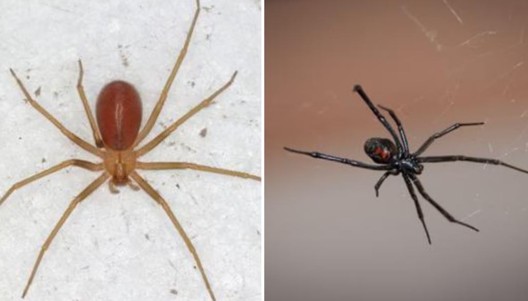 ¿Cuál es la araña más peligrosa en México: violinista o viuda negra?