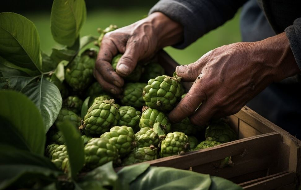 ¿Qué es el noni y por qué es tan valorado?