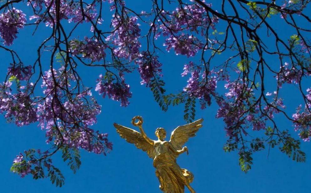 Ricardo Salinas Pliego premia la mejor foto de jacarandas