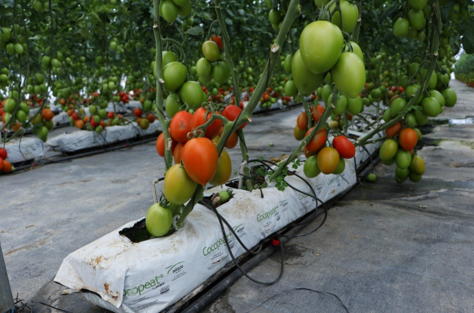 Puebla impulsará la transformación del jitomate con centro agroindustrial