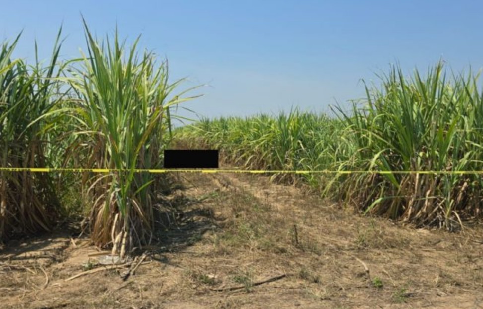 Macabro hallazgo en cañal de Cárdenas, Tabasco