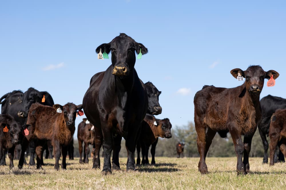 Florida emite alerta sanitaria por gusano barrenador del Nuevo Mundo