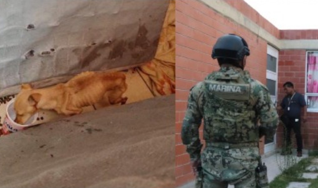 Realizan primer cateo por maltrato animal en Puebla