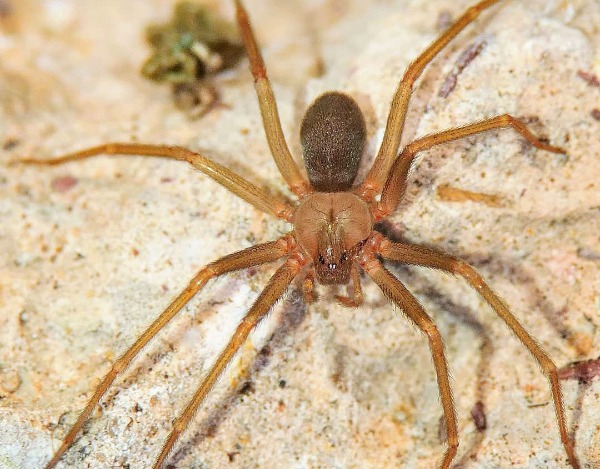 Casos de mordedura de araña violinista incrementaron en Puebla durante 2024