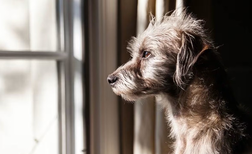 Millones de perros sin hogar en México: la adopción como solución