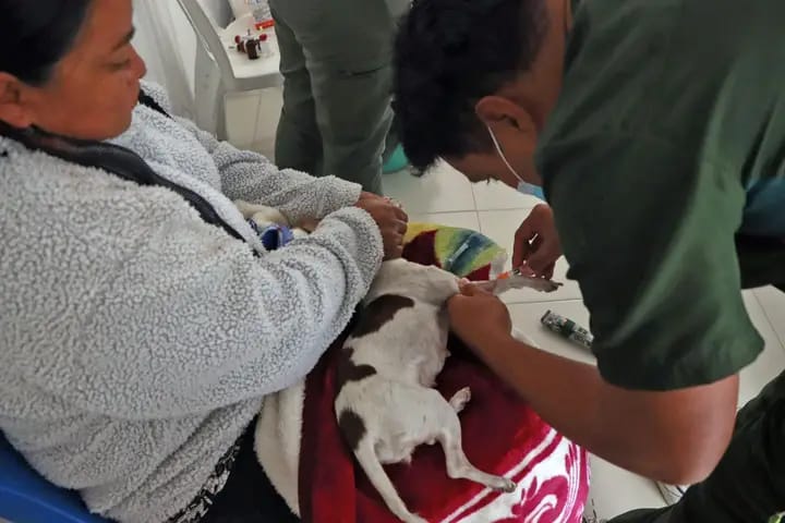 En junio continuarán jornadas de esterilización en Cuautlancingo 