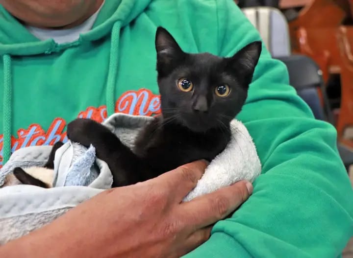 En junio continuarán jornadas de esterilización en Cuautlancingo 