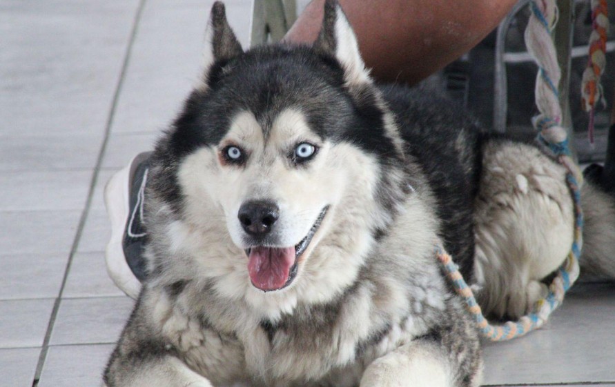 Llevan jornadas de protección animal a colonias de Puebla