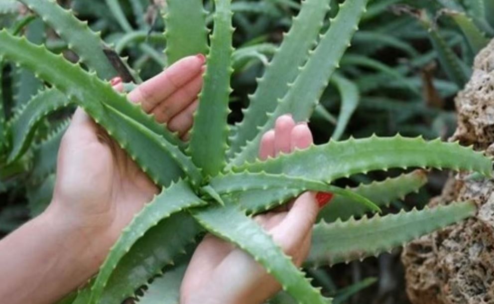 Aloe vera: conoce los efectos secundarios y cómo evitar complicaciones