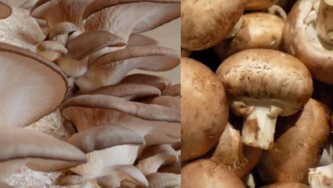 Los hongos: tesoros ancestrales de la tierra mexicana