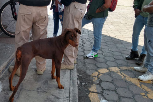 Tlaxcala va con todo: proponen Fiscalía Especial para frenar maltrato animal