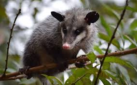 Bomberos de San Andrés Cholula rescatan tlacuaches atrapados en vehículo