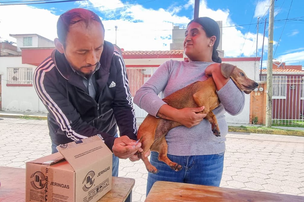 Éxito en Tlaxcala: Más de 600 mascotas reciben vacuna antirrábica gratuita