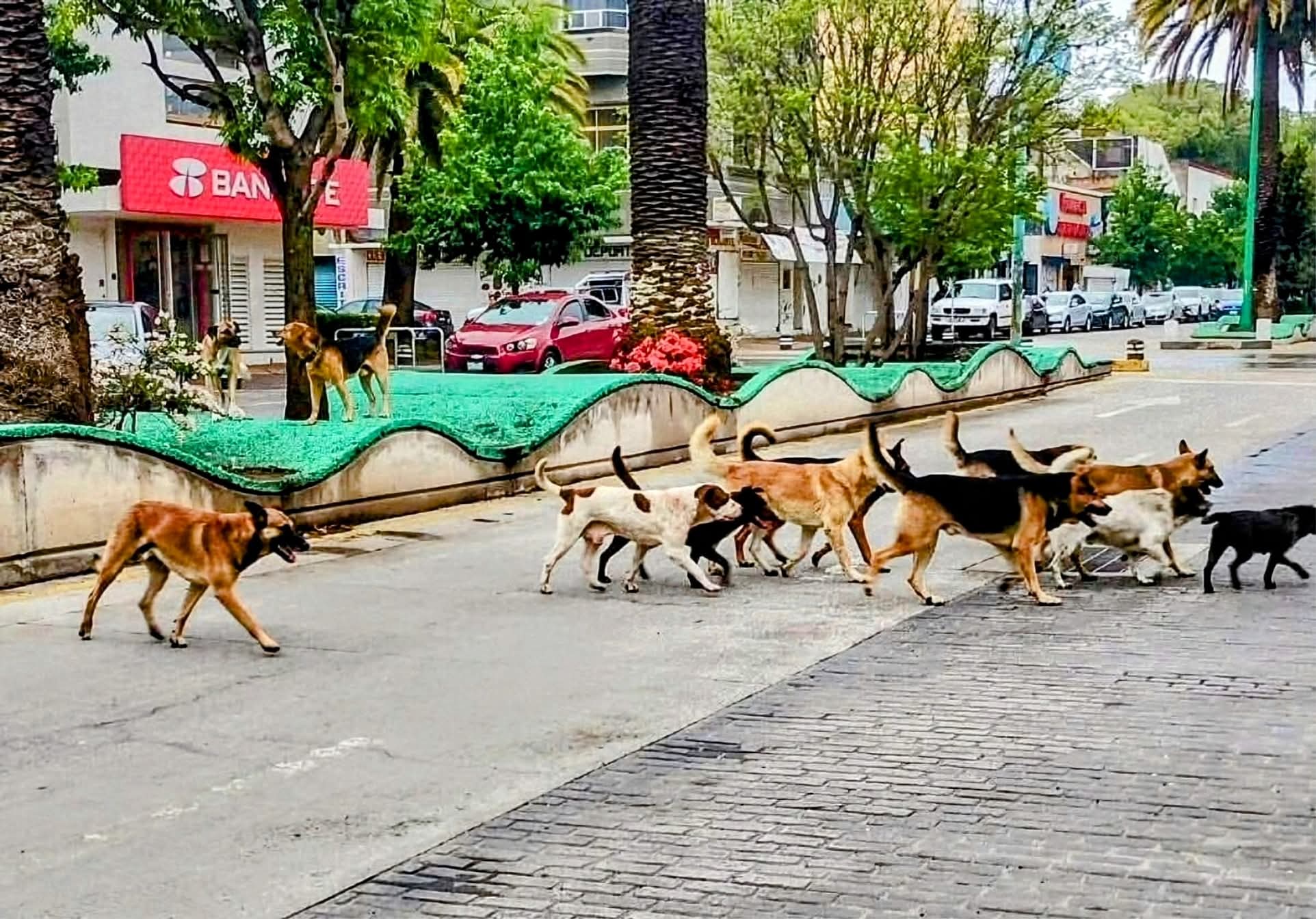 Gobierno estatal arrastra pendientes en materia de Bienestar Animal: OCPA