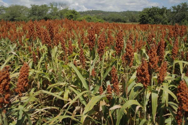 Lluvias dejaron afectaciones en 200 hectáreas de cultivos en Atlixco