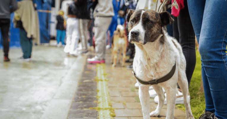 Tlaxcala impulsa bienestar animal y educación en foro “Tu bienestar, es mi paz”