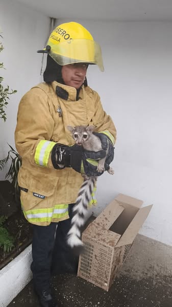 cacomixtle devuelto habitat 1