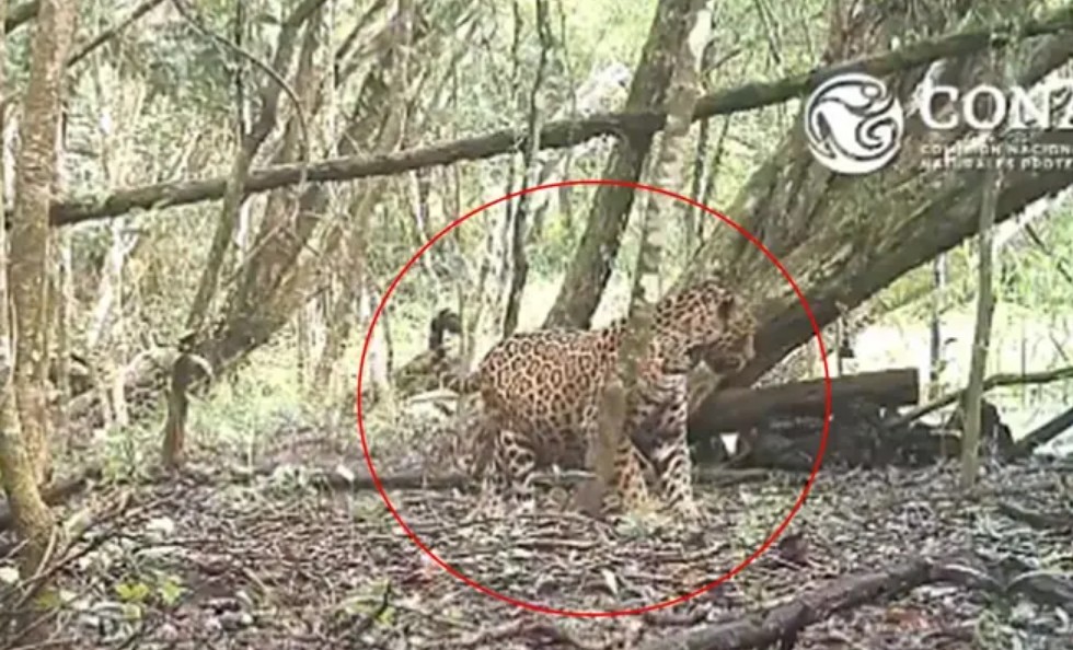 Avistamiento de jaguar preñada