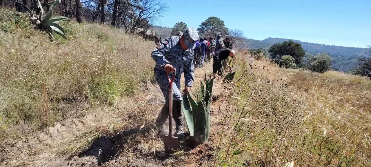 Jornada de reforestación en Atltzayanca tras incendio forestal