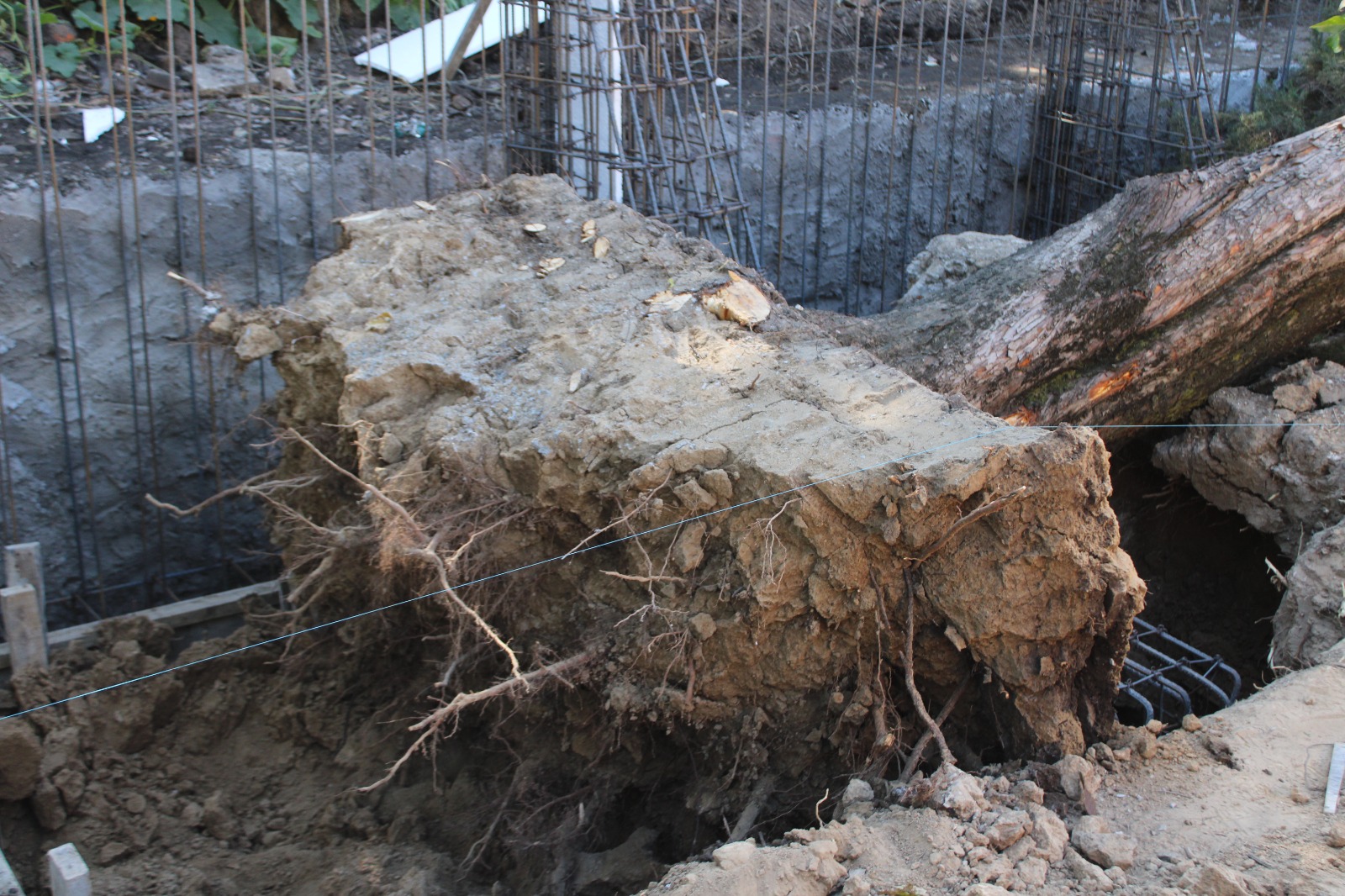 cae arbo coronango 4