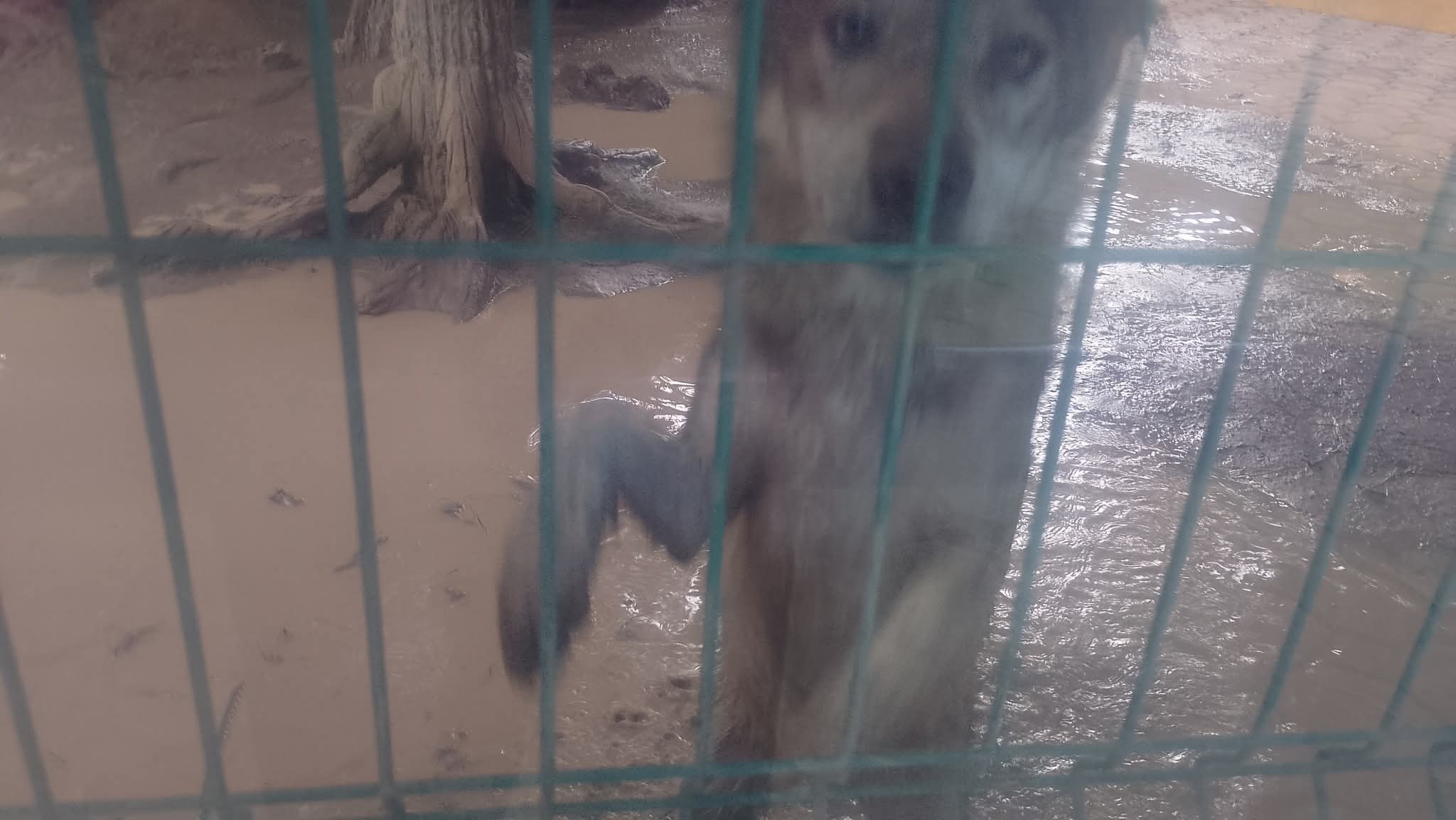 Niega Zoológico del Altiplano instalaciones en malas condiciones