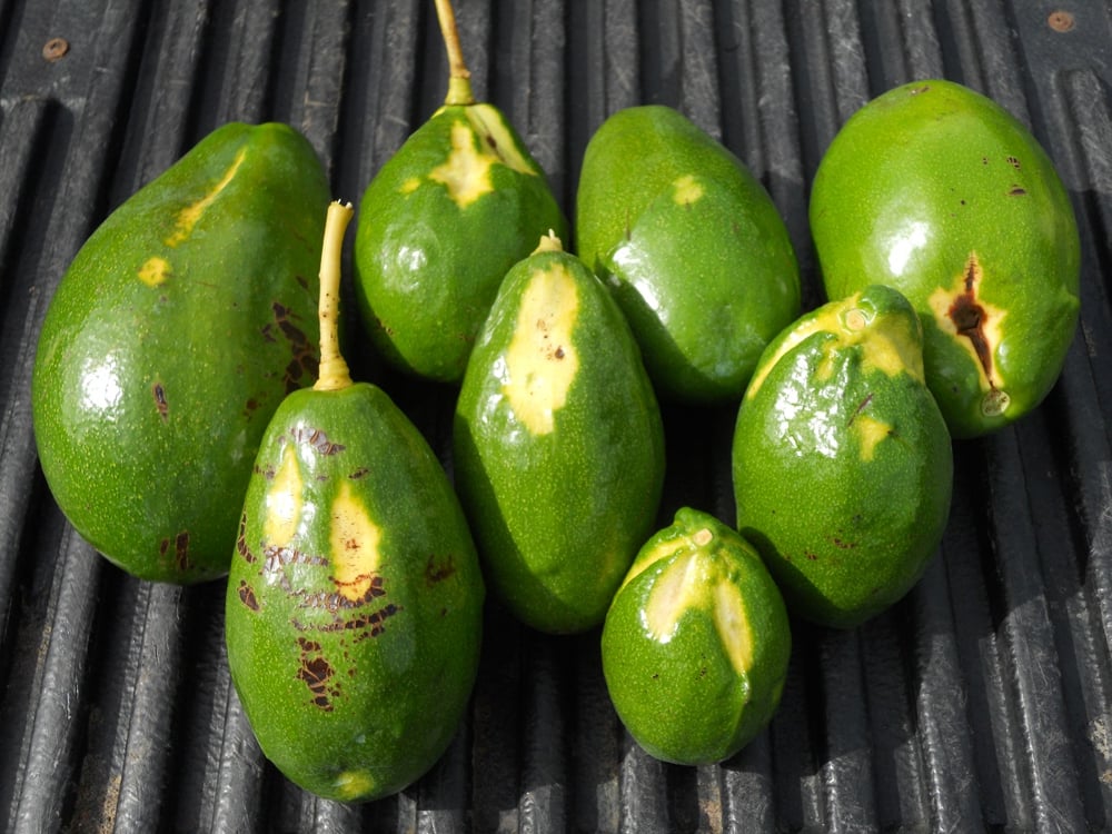 Amenaza creciente para los aguacates de Florida