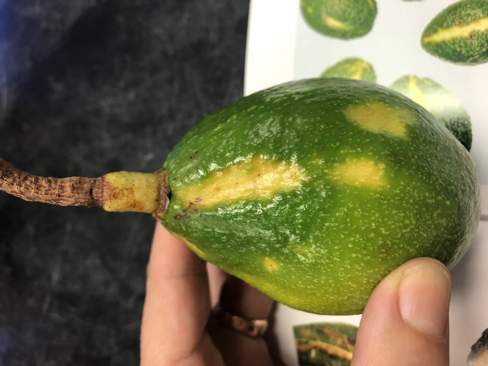 aguacate2