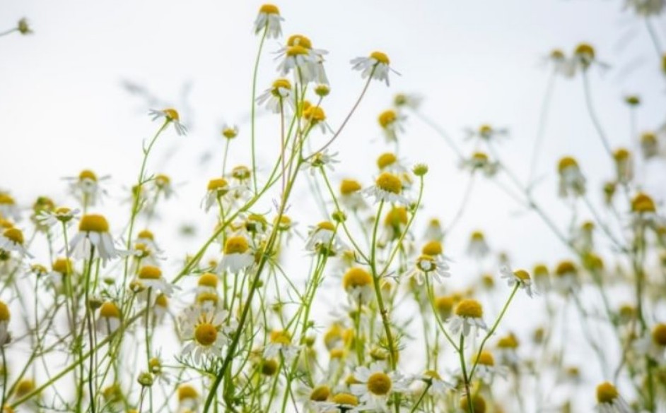 Un remedio natural con siglos de historia
