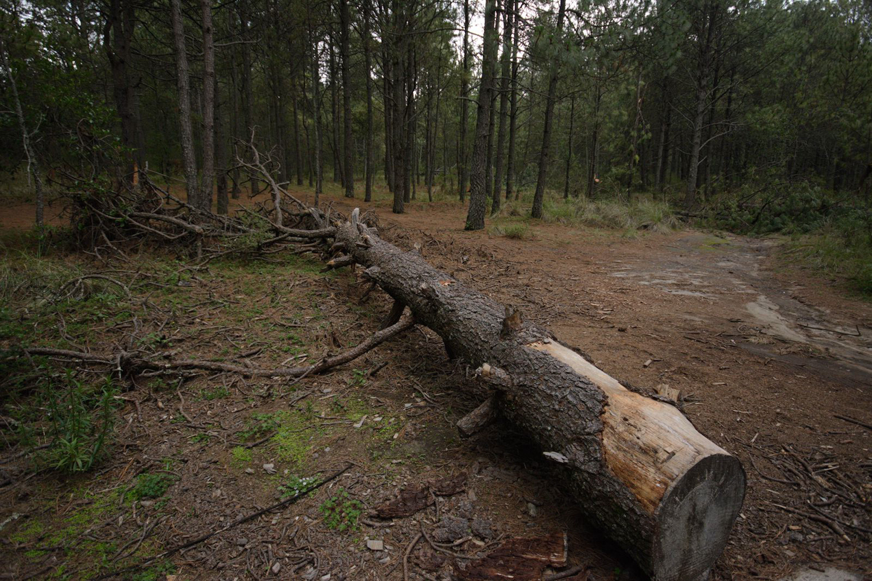 La Malinche: tala ilegal pese a programas de sanidad forestal en Tlaxcala