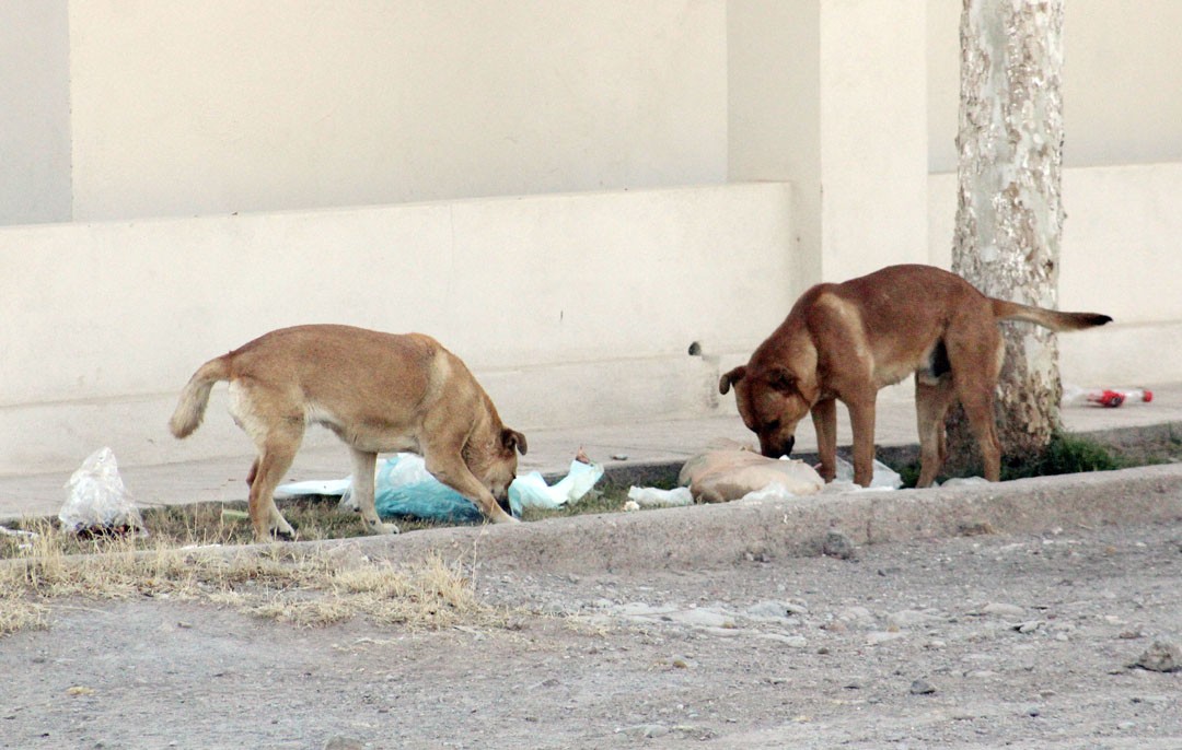 Indignación en Nuevo León por presunto sacrificio de 70 perros en Santa Catarina