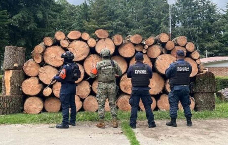 Tlaxcala y Puebla aseguran más de 130 piezas de madera en operativo ambiental