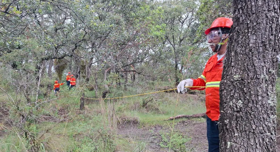 Alerta en Tlaxcala: Muérdago amenaza los bosques de encino en Españita